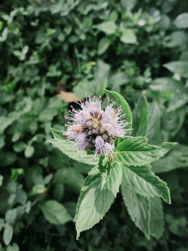 watermint