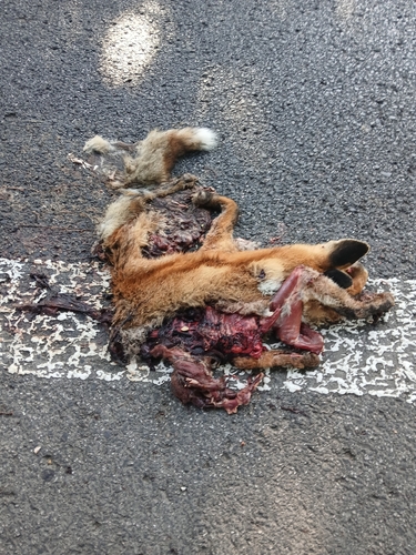 Red Fox