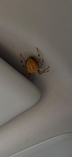 Cross Orbweaver