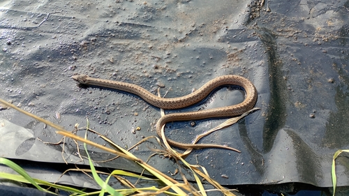 Smooth Snake