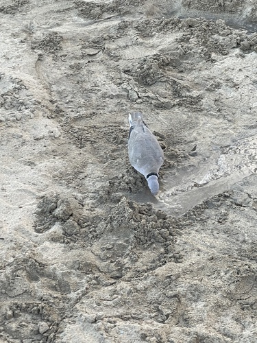 Eurasian Collared-Dove