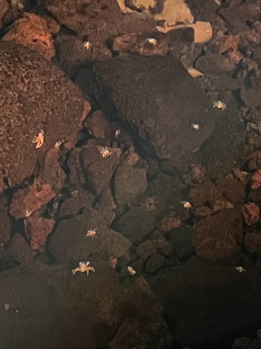 Jameos blind crab