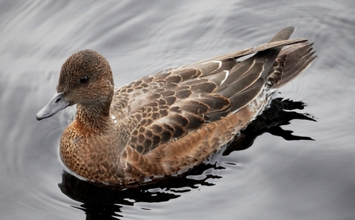 Eurasian Wigeon