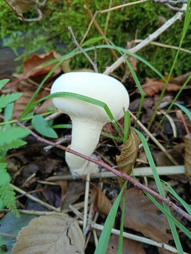 Pestle Puffball