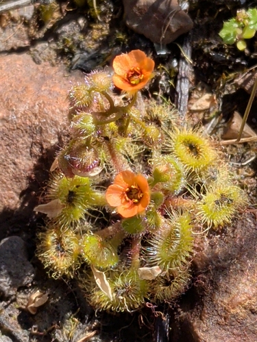 Pimpernel sundew