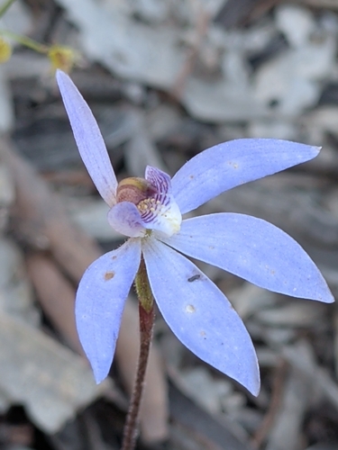 blue finger-orchid