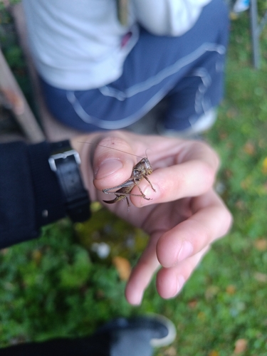 Dark Bush-cricket