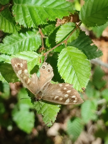 Speckled Wood