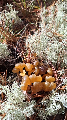 Ochre Jelly Club