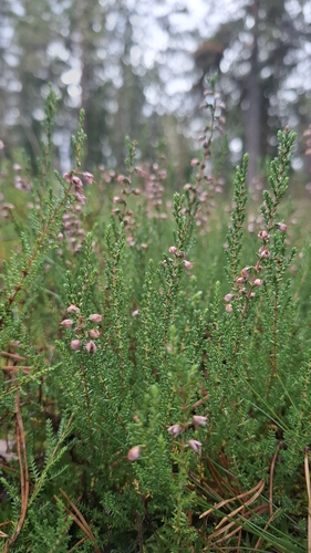 common heather