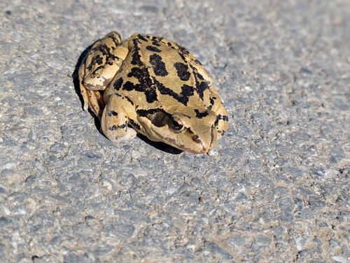 European Common Frog