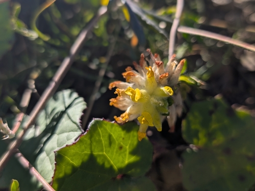 Common Kidney-Vetch