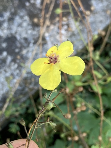 moth mullein