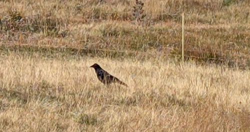 Carrion Crow