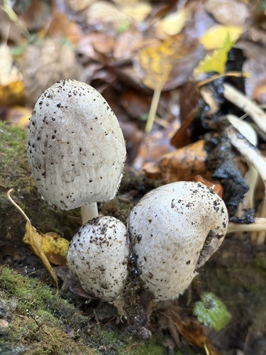 Наблюдение на iNaturalist
