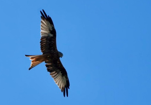 Red Kite