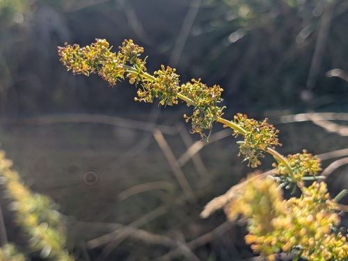 Lady's Bedstraw