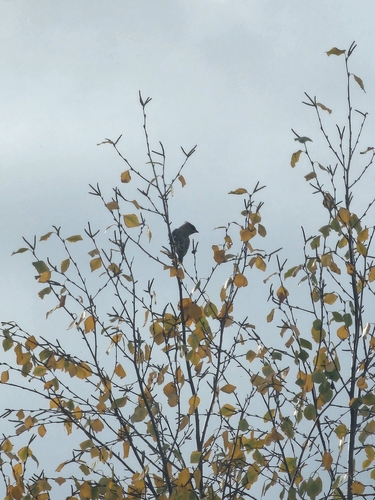 Bohemian Waxwing