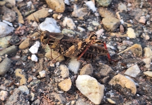 Italian locust