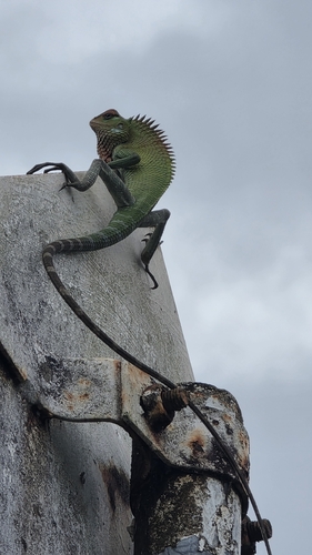 Common Green Forest Lizard