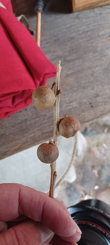 Oak Marble Gall Wasp