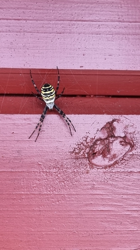 Wasp Spider