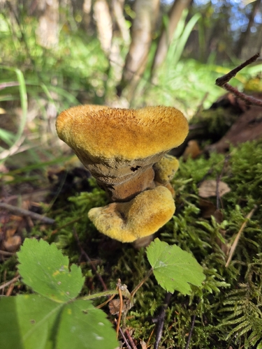 European Dyer's Polypore