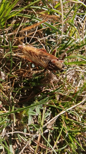 Hornet Robber Fly