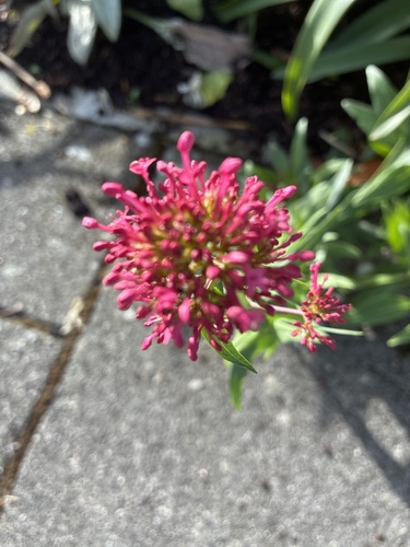 Red Valerian