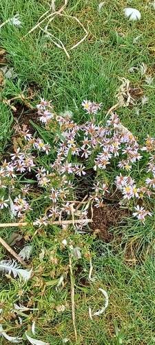 Sea Aster