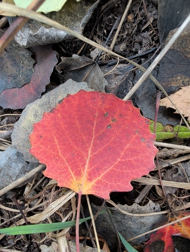 Наблюдение на iNaturalist