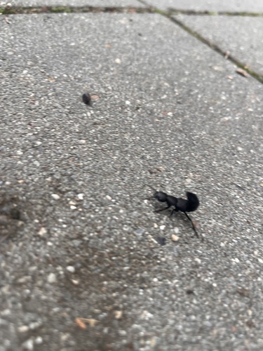 Devil's Coach Horse Beetle