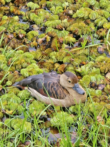 Lesser Whistling-Duck