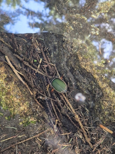 Great Diving Beetle