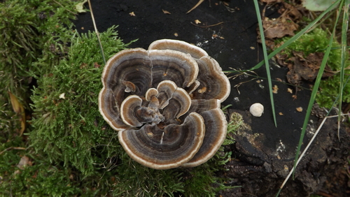 turkey-tail
