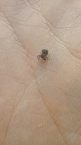 Walnut Orbweaver