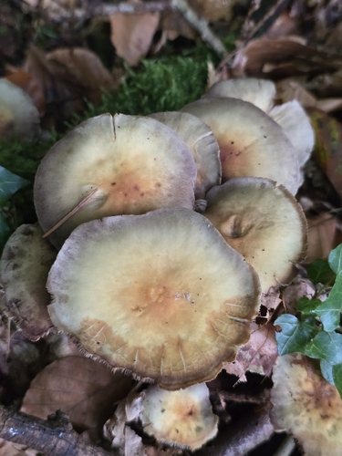 Sulphur Tuft