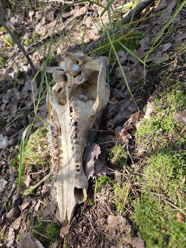 Wild Boar
