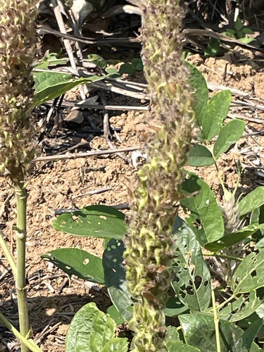 Asian foxtail