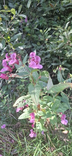 Himalayan balsam