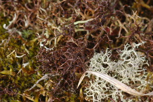 Spiny Heath Lichen