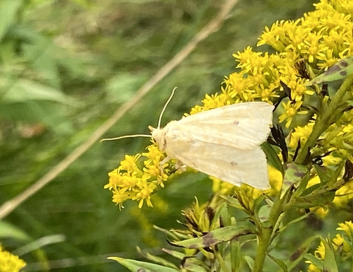 The Sallow