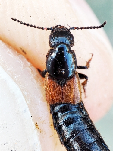 Philonthus spinipes