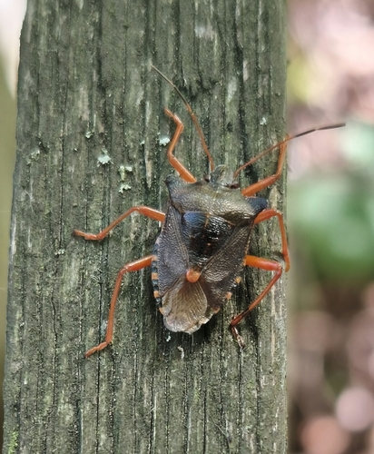 Forest Bug