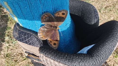 Autumn Ringlet