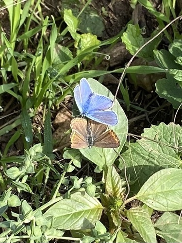 Common Blue