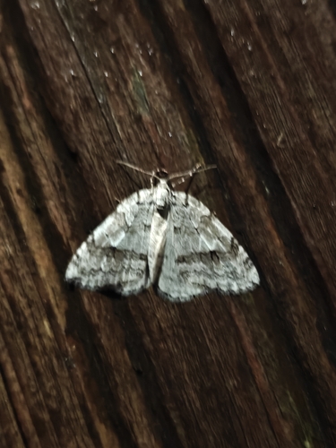Autumnal Moth