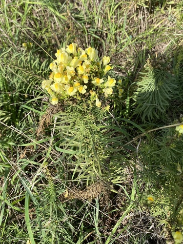 common toadflax