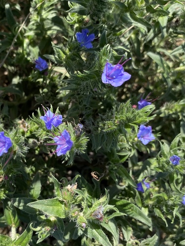 viper's-bugloss