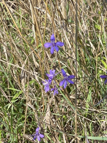 Forking Larkspur